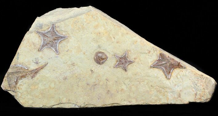 Rare, Cretaceous Starfish (Marocaster) - Large Specimens #48331